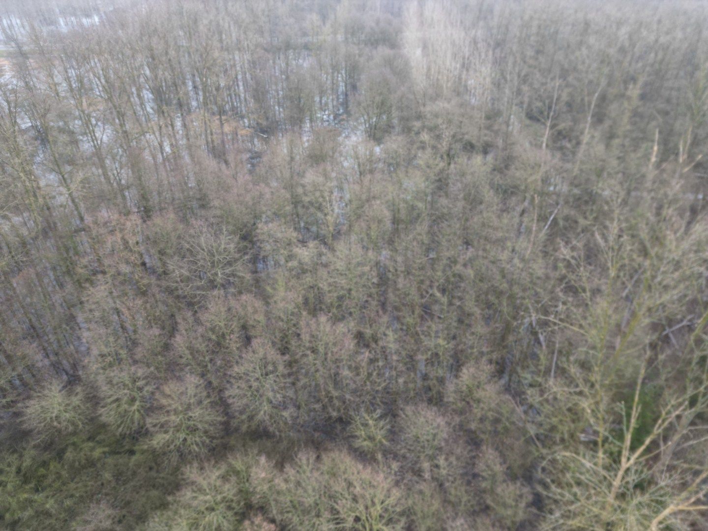 Percelen bos te Rotselaar. foto 8