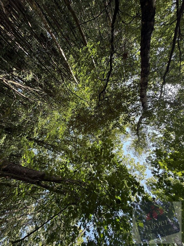 Uw eigen stukje natuur in Houthalen-Helchteren – Voornstraat (10 are) foto 4