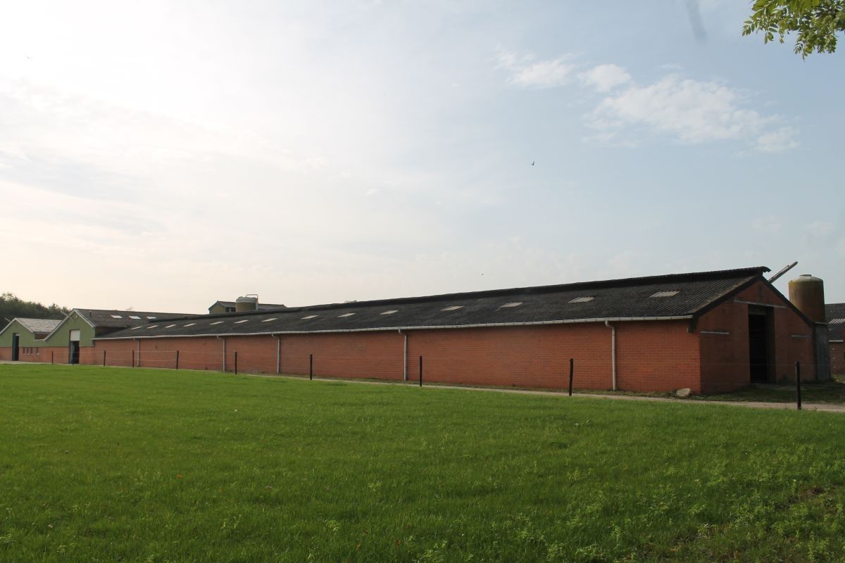 Kalverhouderij + paardenhouderij op ca. 1,5 ha te koop te Ravels foto 2