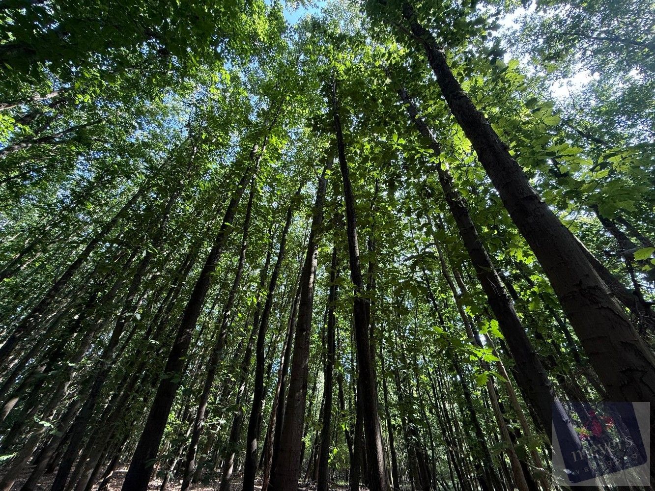 Uw eigen stukje natuur in Houthalen-Helchteren – Voornstraat (10 are) foto 2