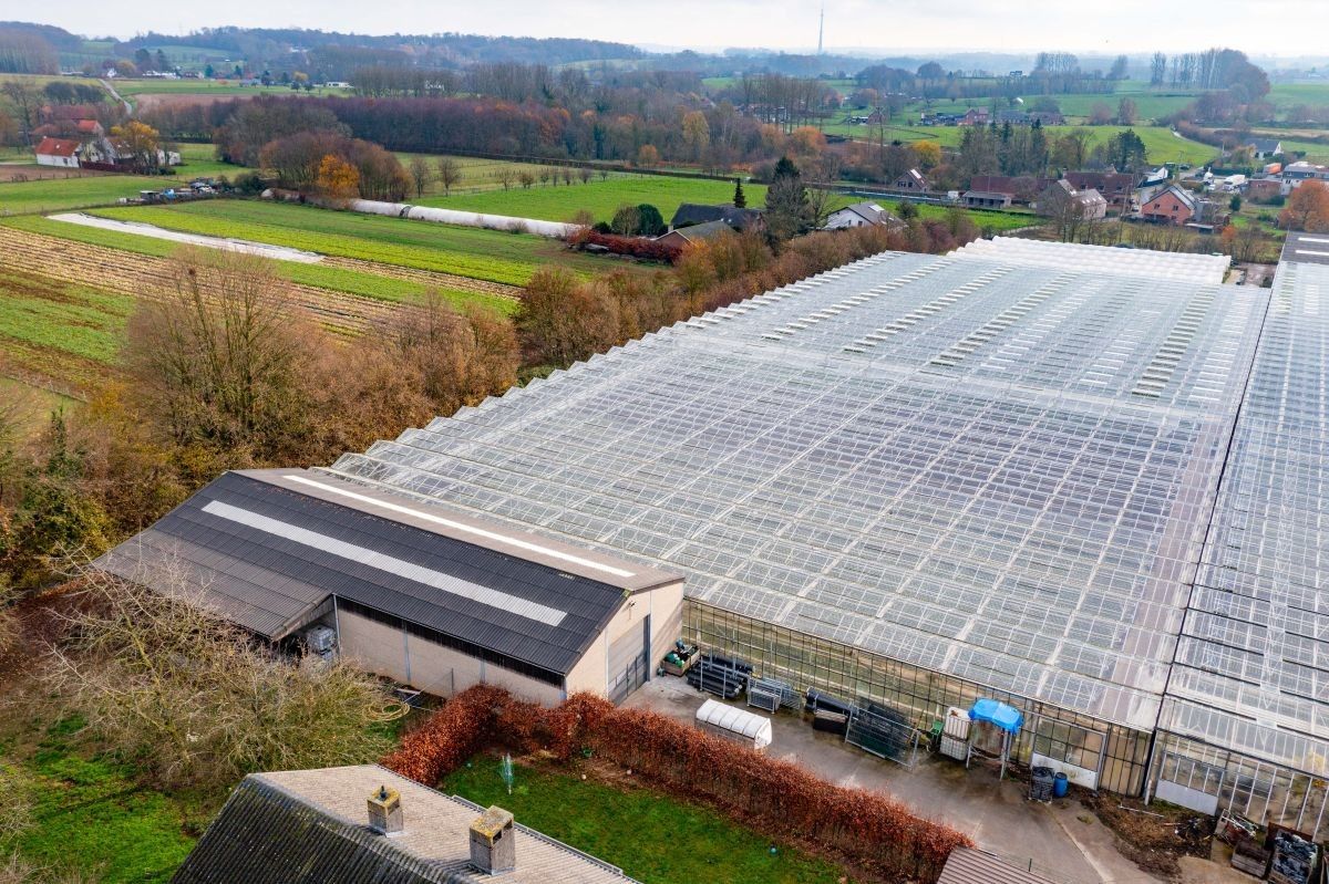 Groot serrebedrijf te koop te Lennik foto 9