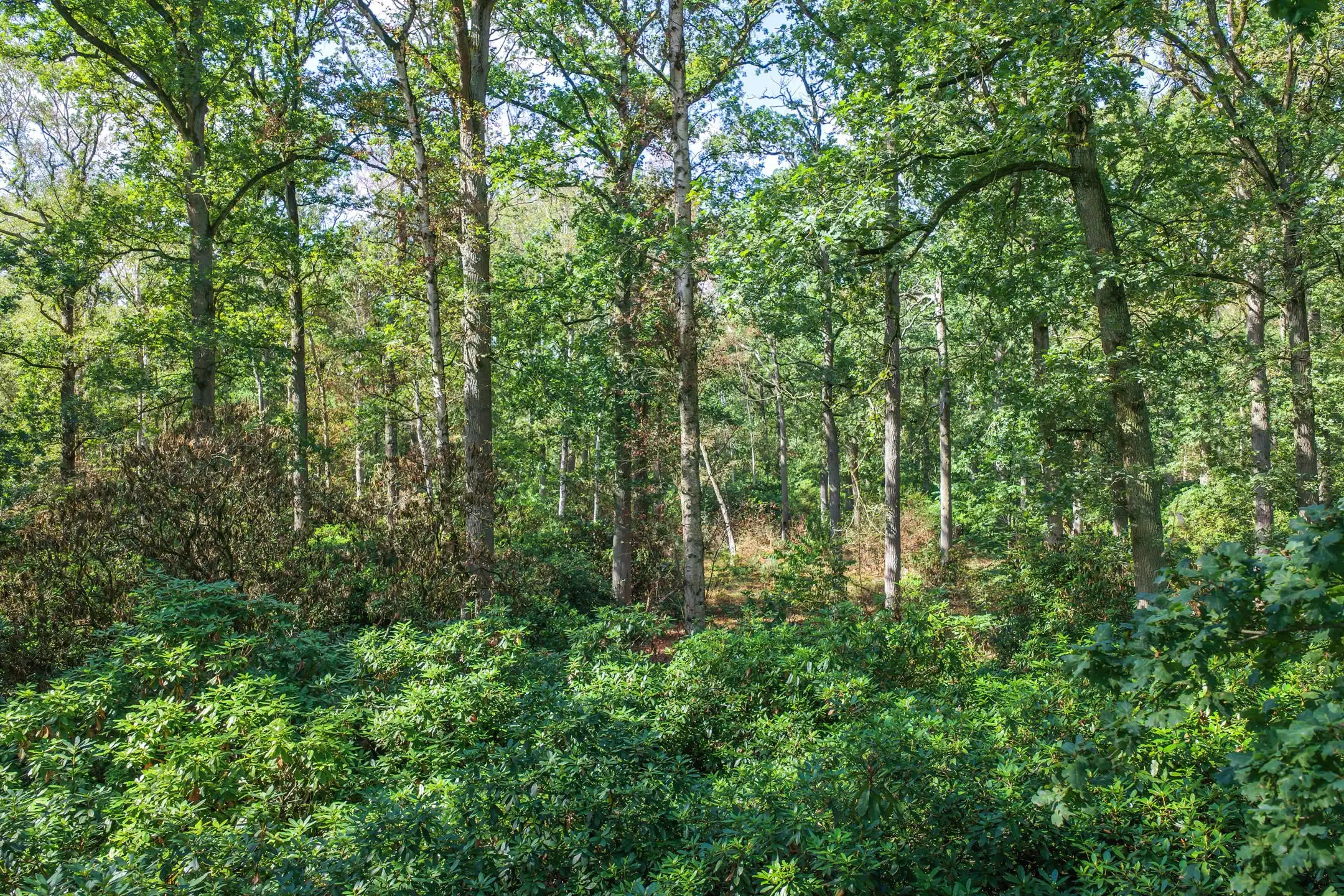 Karaktervolle villa op ca. 1 hectare groen foto 24
