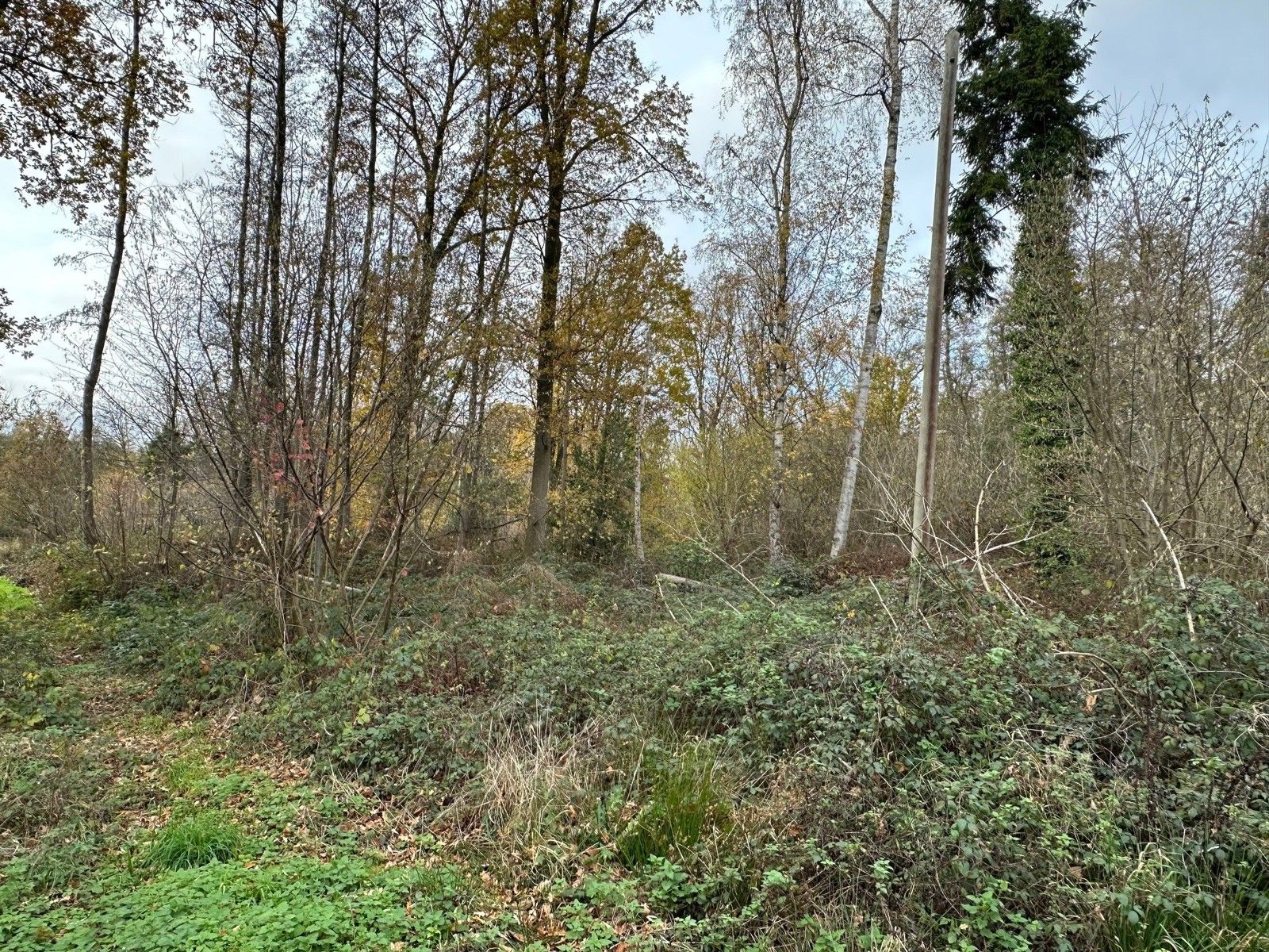 Bosgrond 10.950 m² te HAACHT foto 8