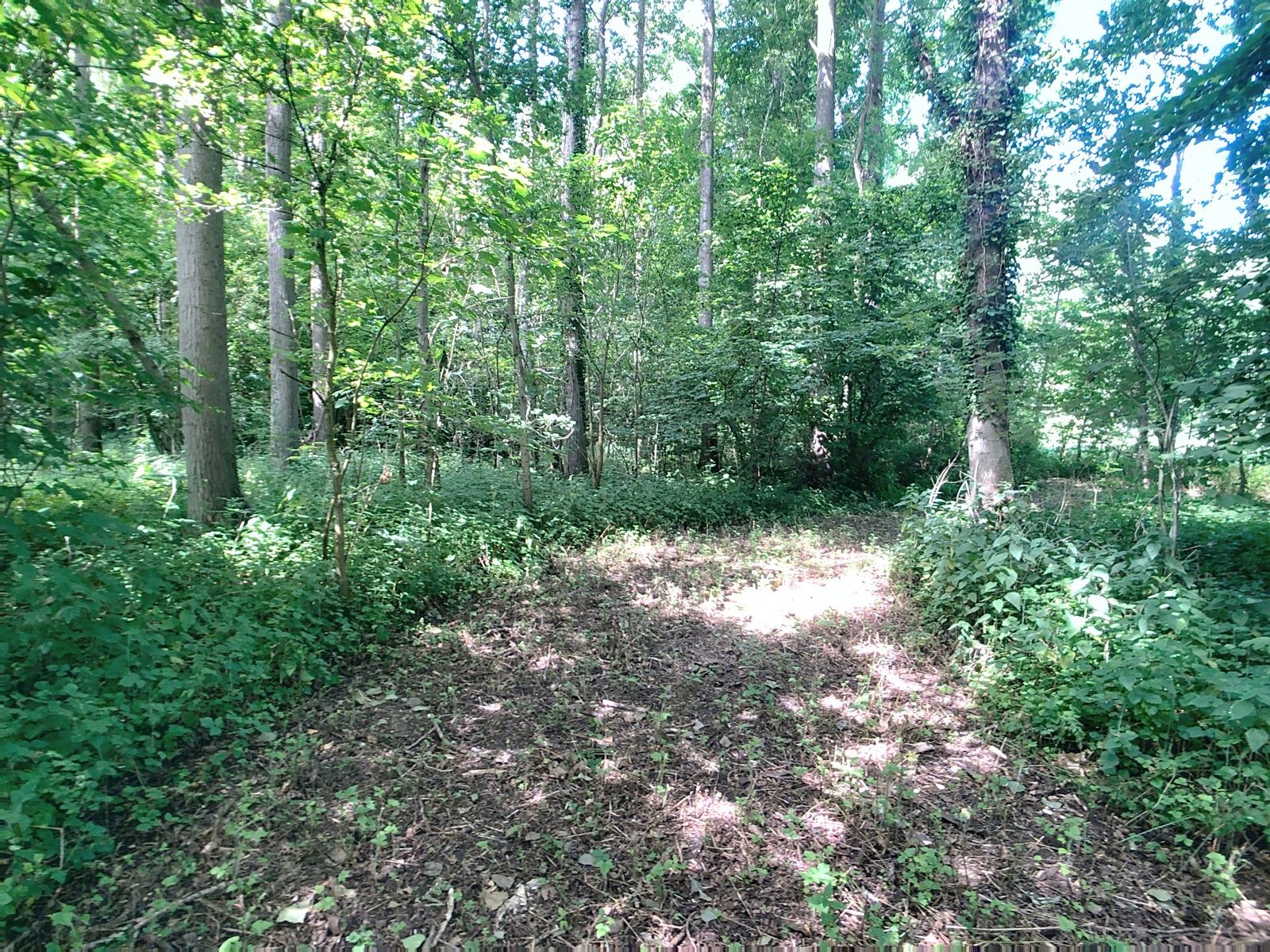 Bosgrond met vijver nabij centrum Hever. foto 8