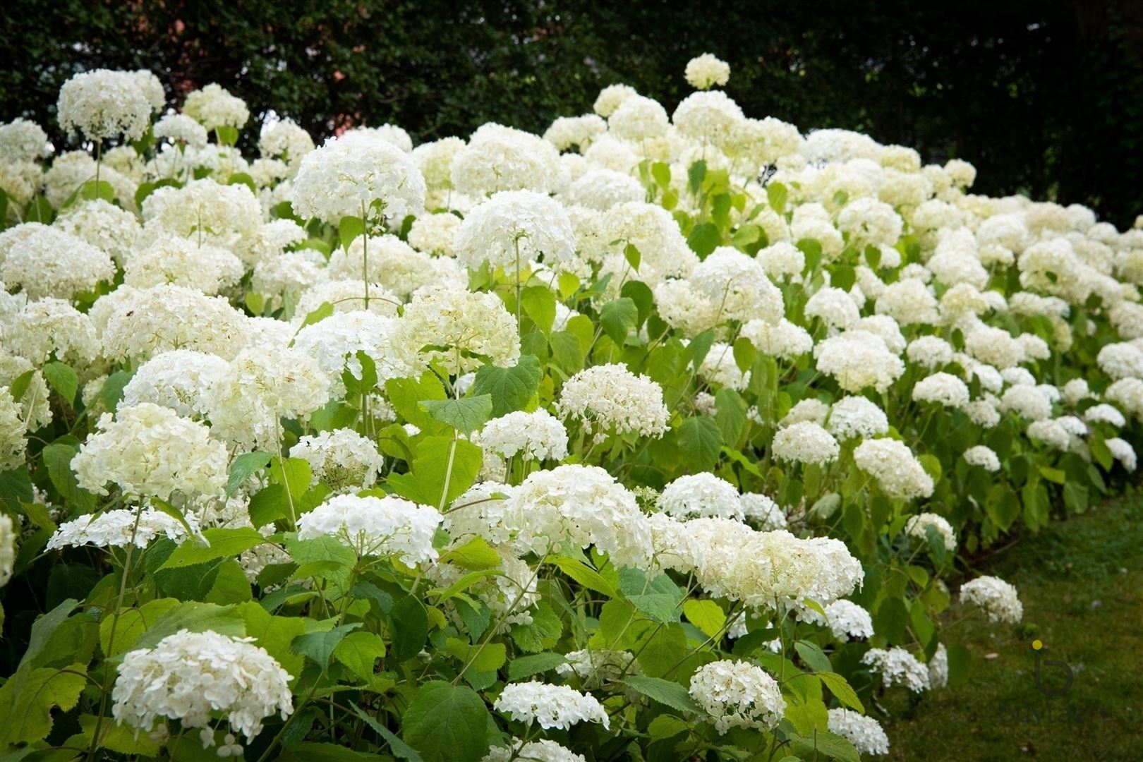 Gezellige MANOIRE villa in een aangename omgeving te Halle / Zoersel! foto 6