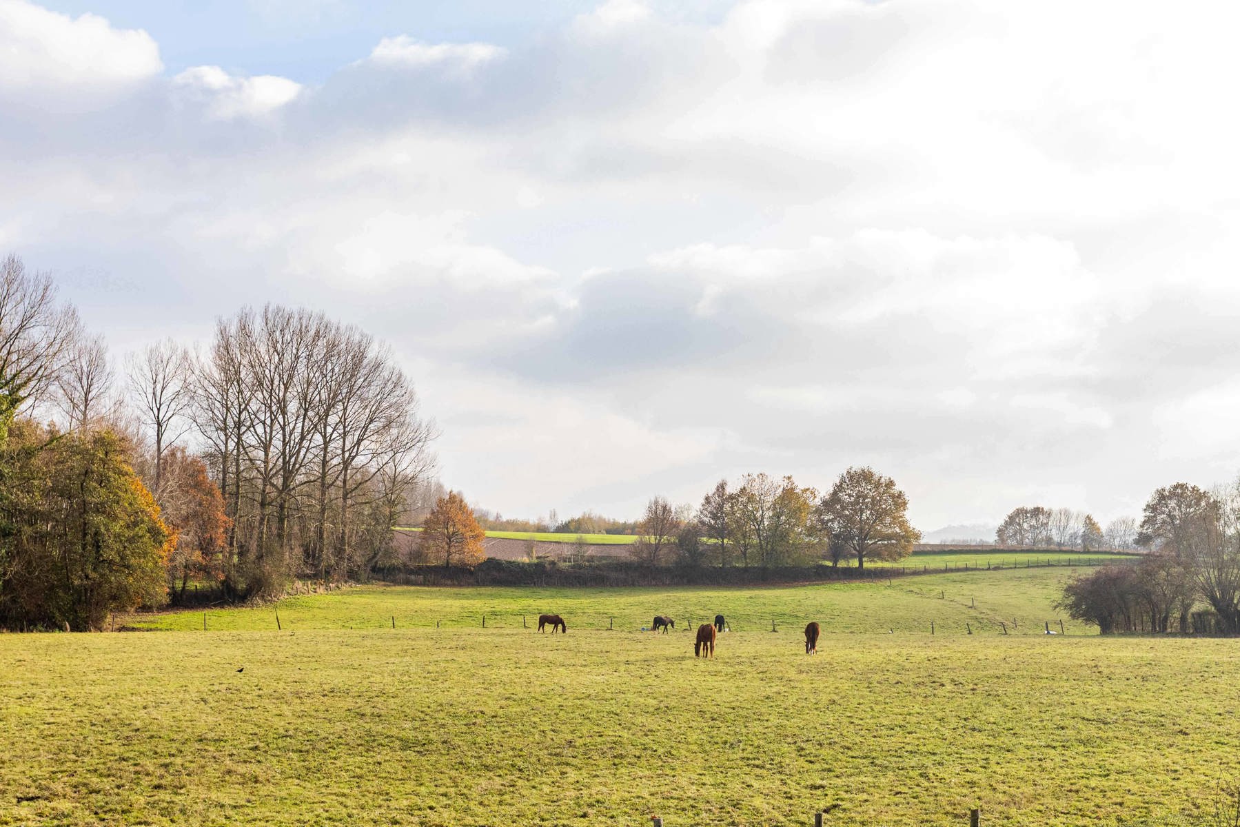 Investeringproject woning/grond/weide op 3623 m² foto 4