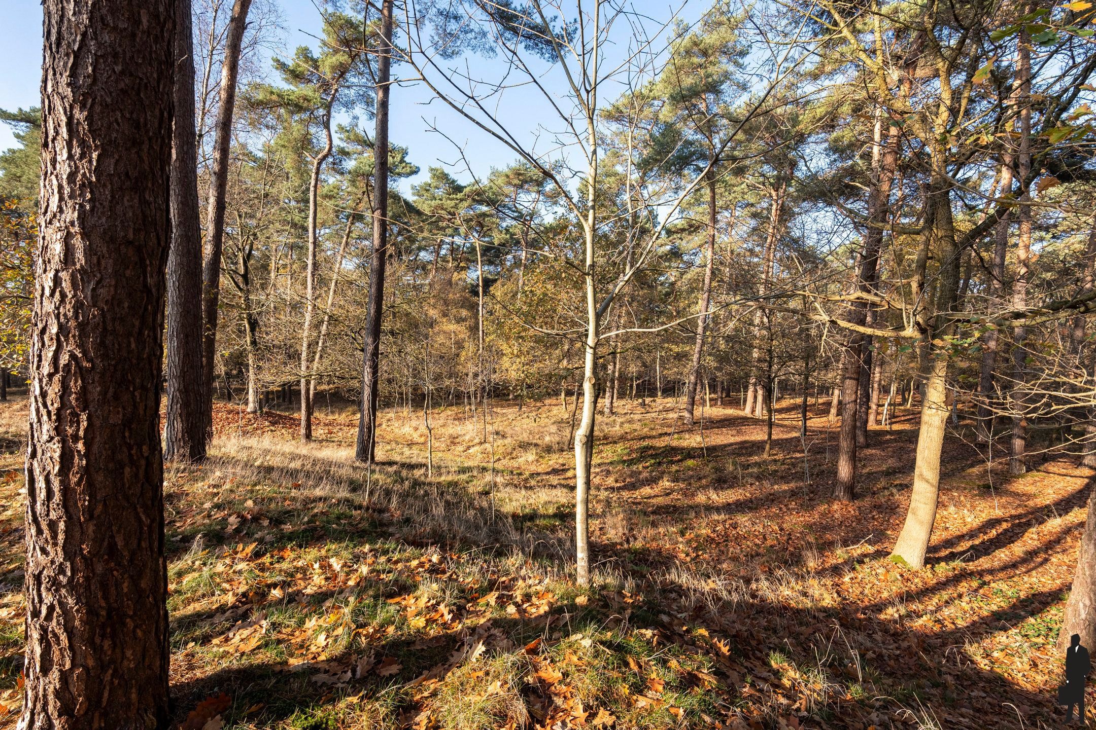 Villa met zwembad en privébos volledig omheind in Retie foto 21