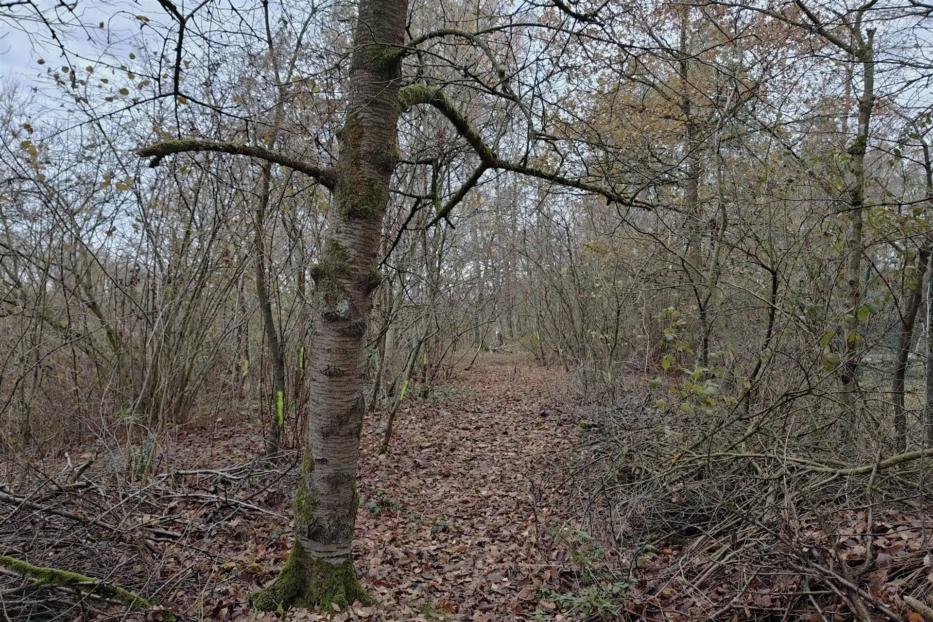 Unieke deels gerenoveerde woning met loods (205m²) en privaat bos op 24a80ca in het rustige Zelem (Halen) foto 14