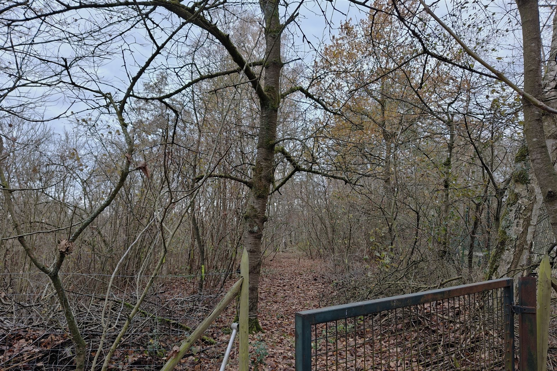 Gerenoveerde woning met loods (205m²) en privaat bos op 24a80ca in het rustige Zelem (Halen) foto 14