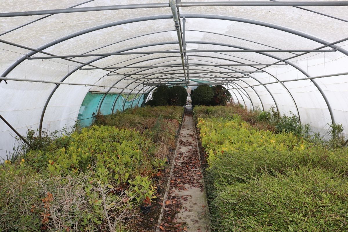 Plantenkwekerij te koop te Zwevegem foto 7