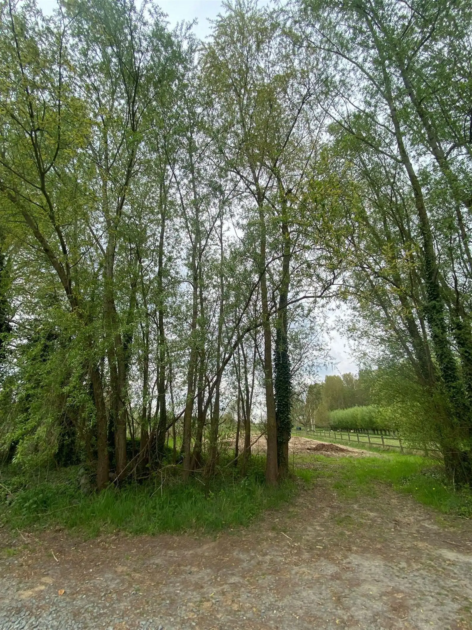 Natuurgebied  in Asse  foto 3