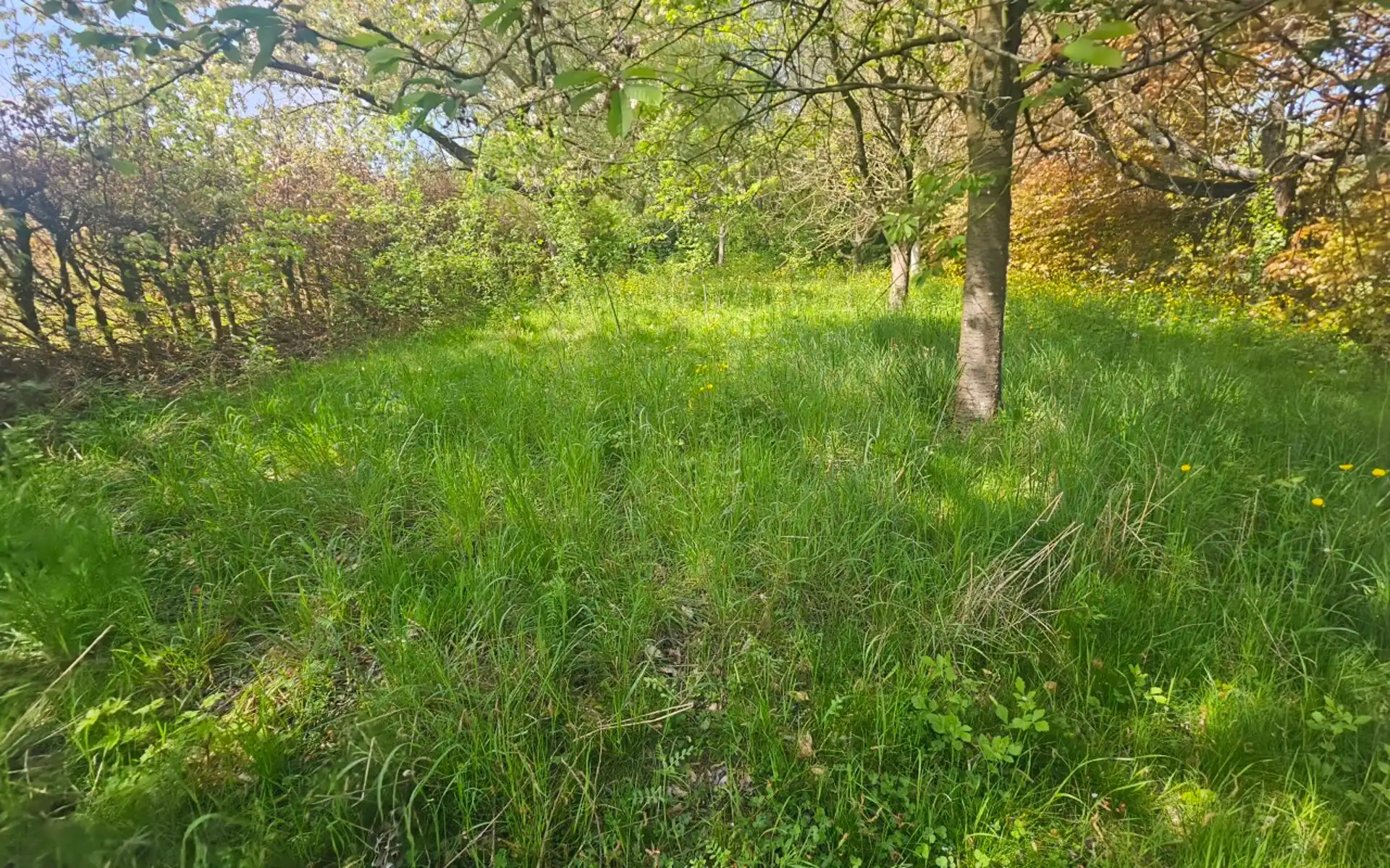 Volledig te renoveren woning  foto 5