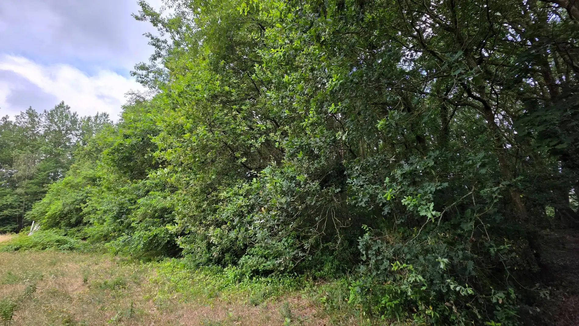 Ruim groen perceel van 5.220 m² te koop in Tremelo foto 6