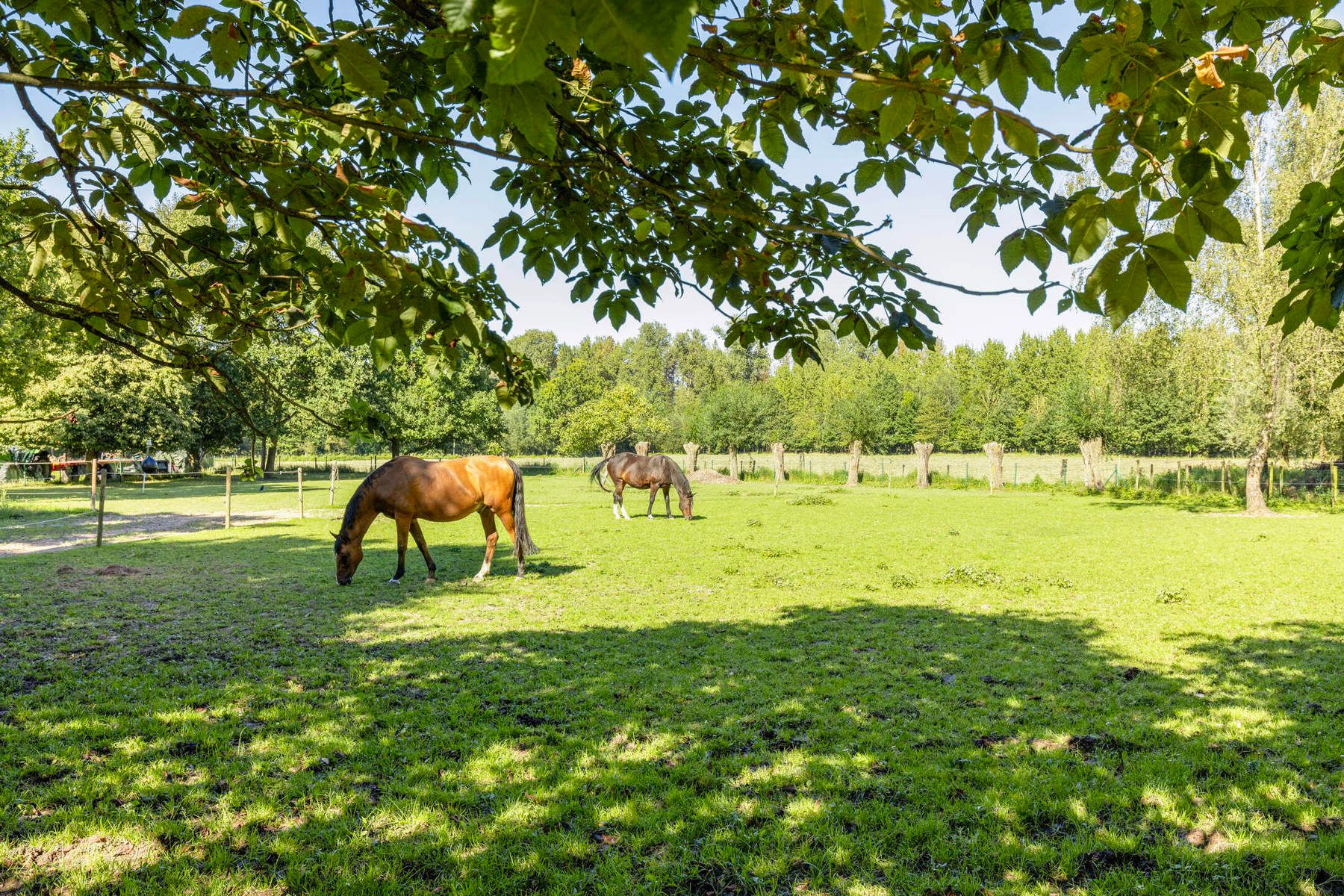 Instapklare villa met weide en zwemvijver! foto 21