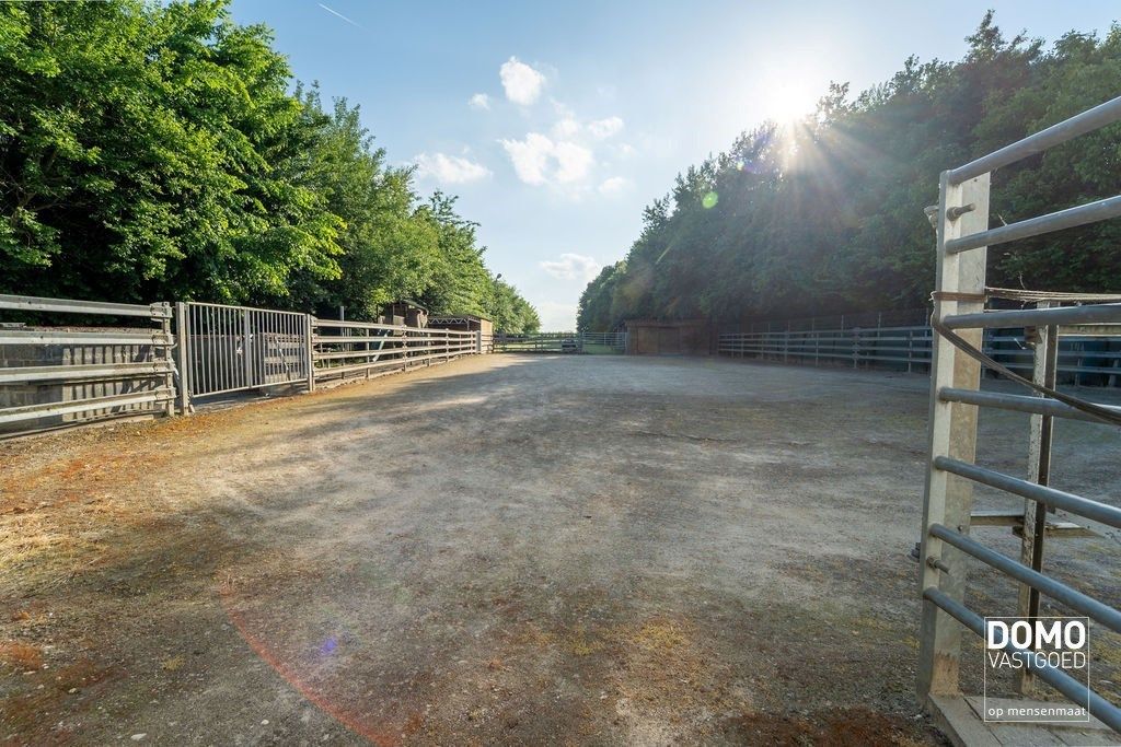 Ruime villa met paardenaccommodatie en wedstrijdstal gelegen te Herk-de-Stad - EPC-label: B - Bewoonbare vloeroppervlakte: 296m² foto 4