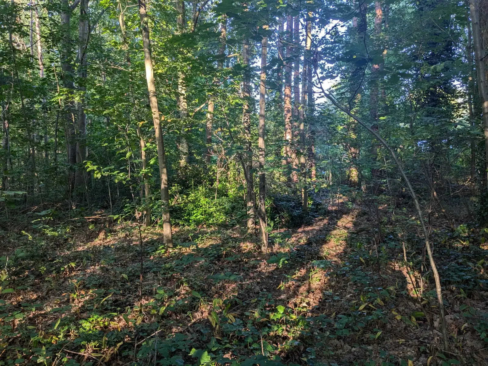 Natuurgebied in residentiële wijk met vakantiewoning foto 4