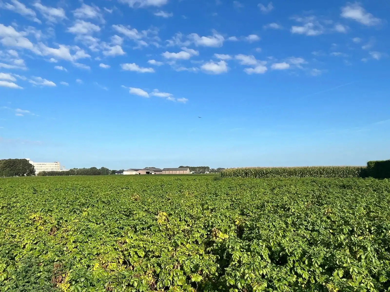 Grond te koop Ieperseweg - 8970 Poperinge