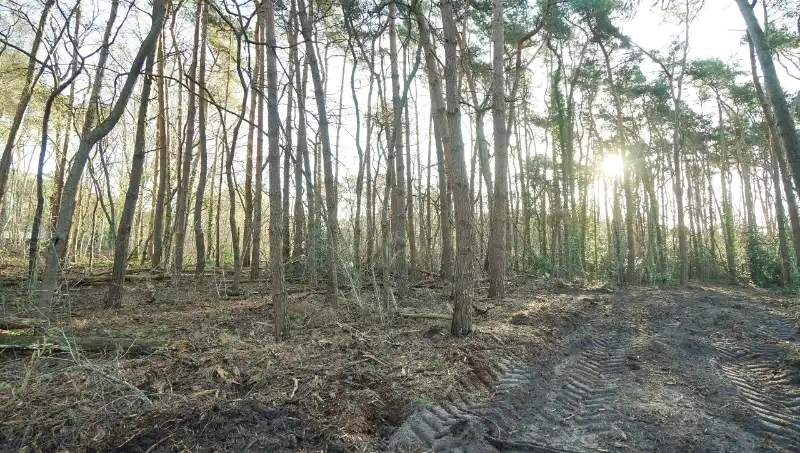 Residentieel gelegen bouwgrond van 31 are met 37 are bosgrond nabij golf- en meerdomein foto {{pictureIndex}}