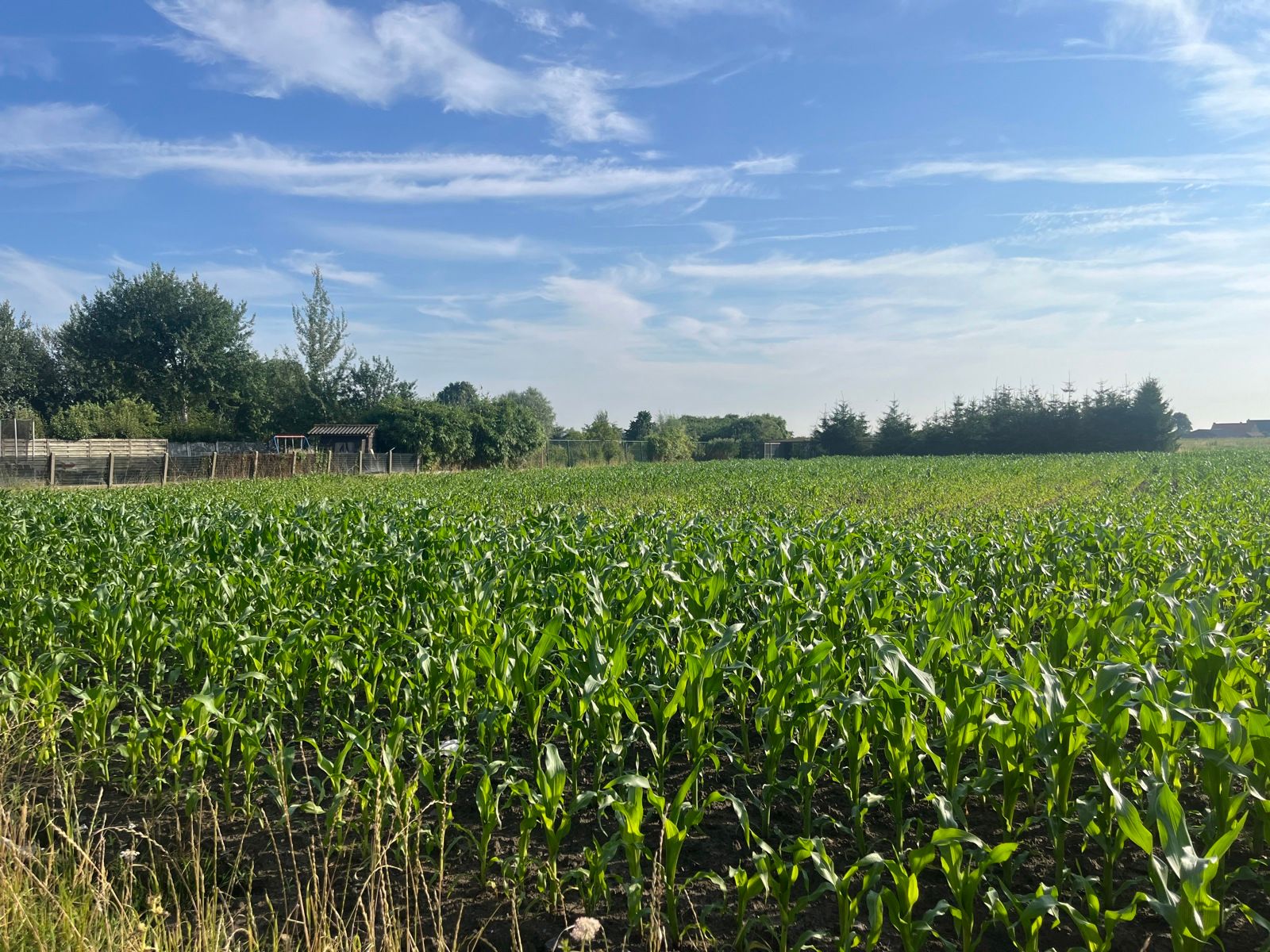 Grond te koop foto {{pictureIndex}}