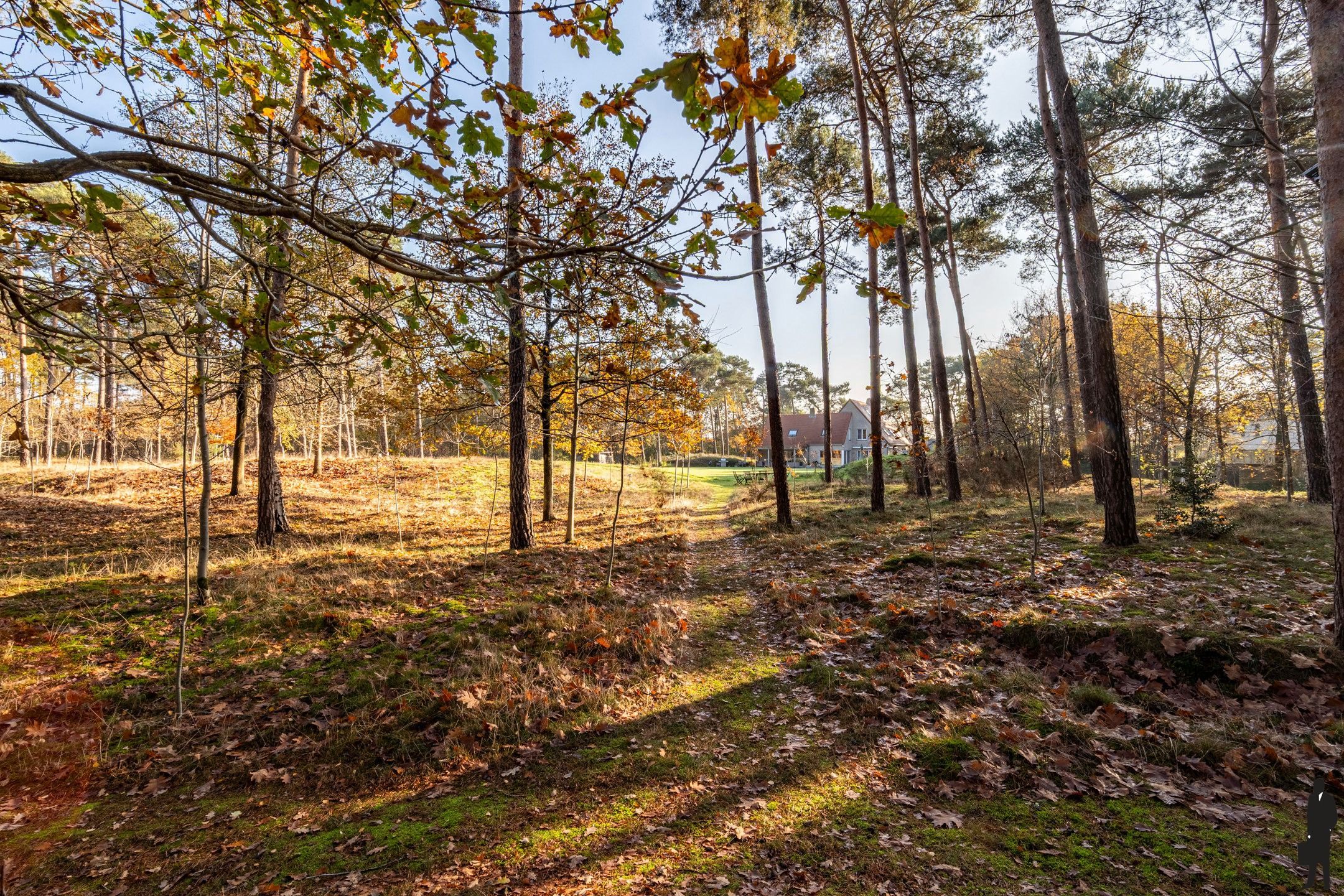 Villa met zwembad en privébos volledig omheind in Retie foto 22