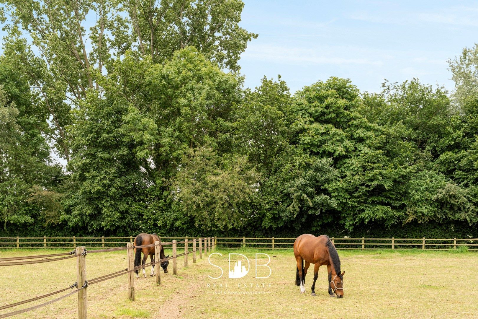 Prachtige villa met hippische accommodatie en graslanden op +/- 23 ha foto 5
