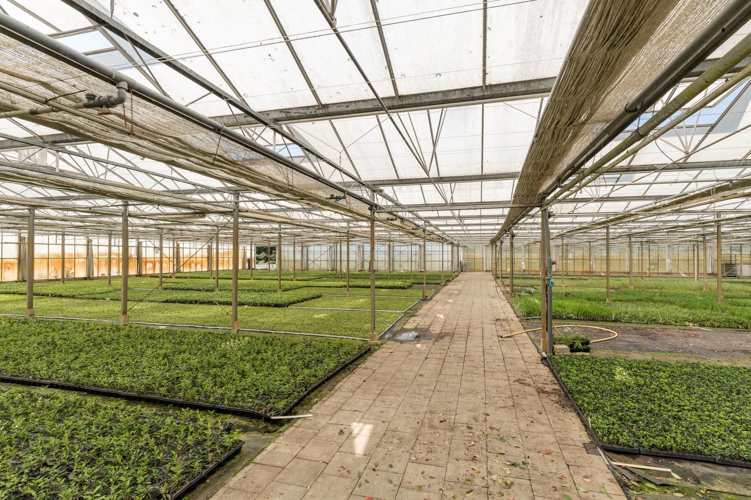 Uitgebreid Tuindersbedrijf met Woonhuis, Serres, Schermhallen en grote Bedrijfsloods op 2ha56a77! foto 12