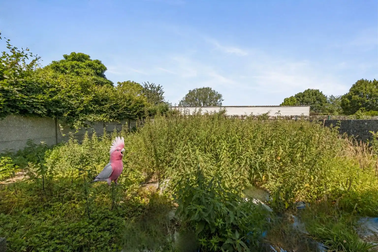 Landelijke woning te Oosterzele met uitzonderlijk renovatiepotentieel ! foto 22