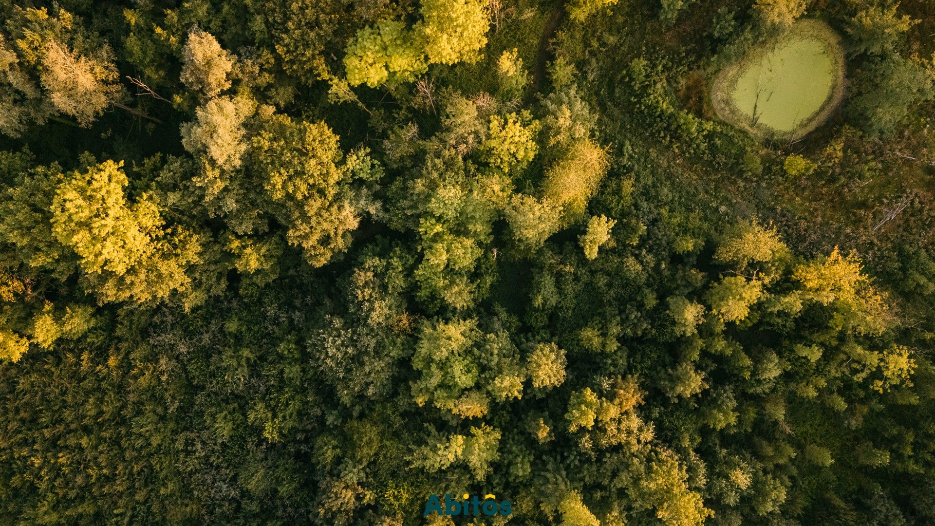 Bosgrond van 11.800 m² foto 13