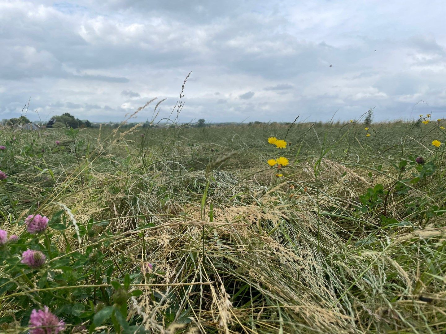 Groot perceel landbouwgrond in Moorslede foto 2