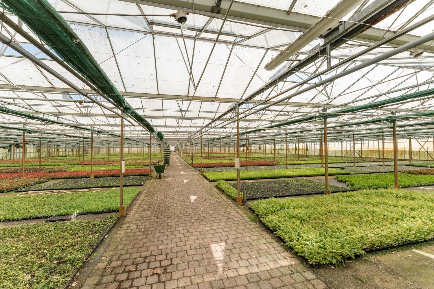 Uitgebreid Tuindersbedrijf met Woonhuis, Serres, Schermhallen en grote Bedrijfsloods op 2ha56a77! foto 14