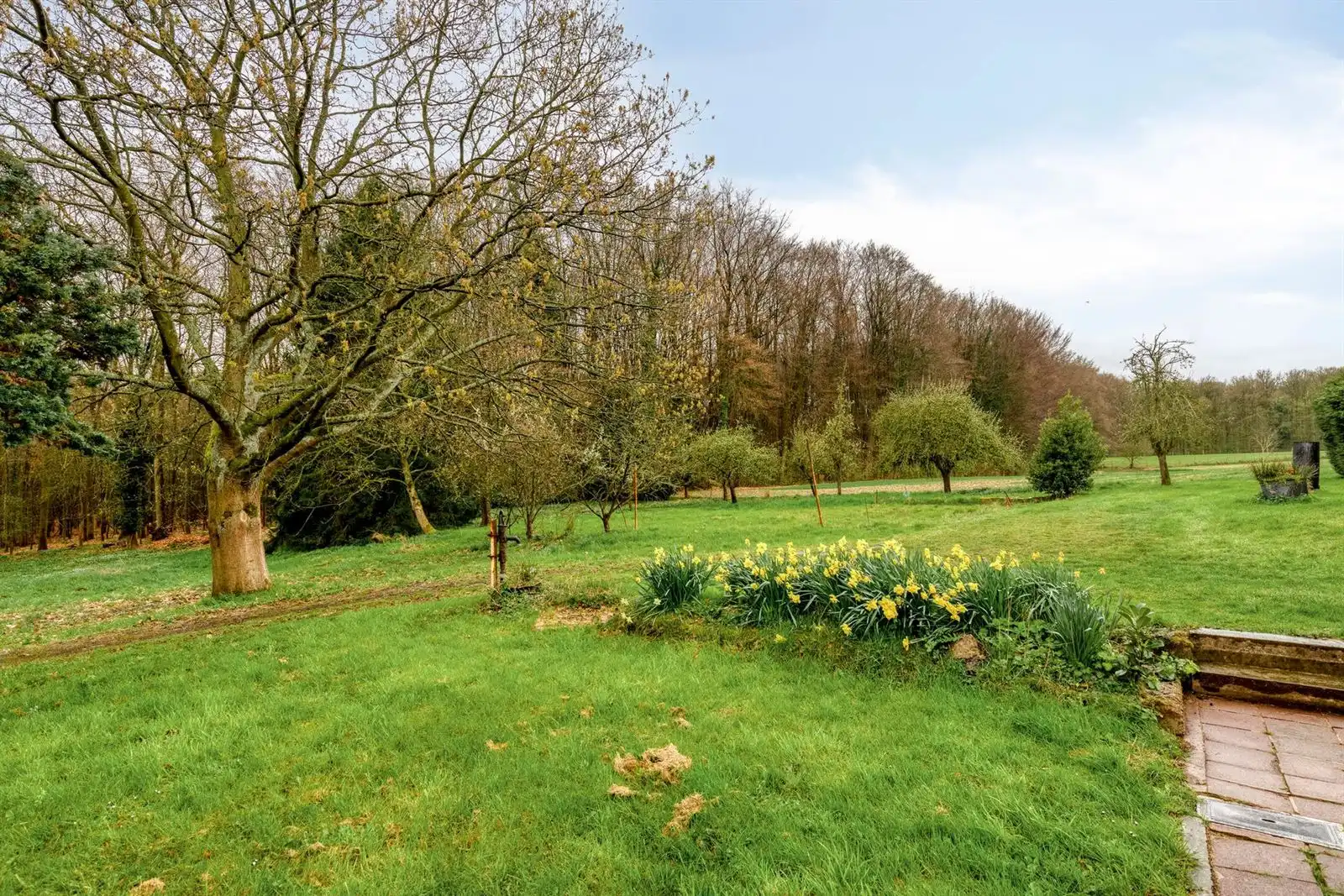 Unieke 3-gevelwoning met uitbreidingspotentieel naast het Hallerbos  foto 17