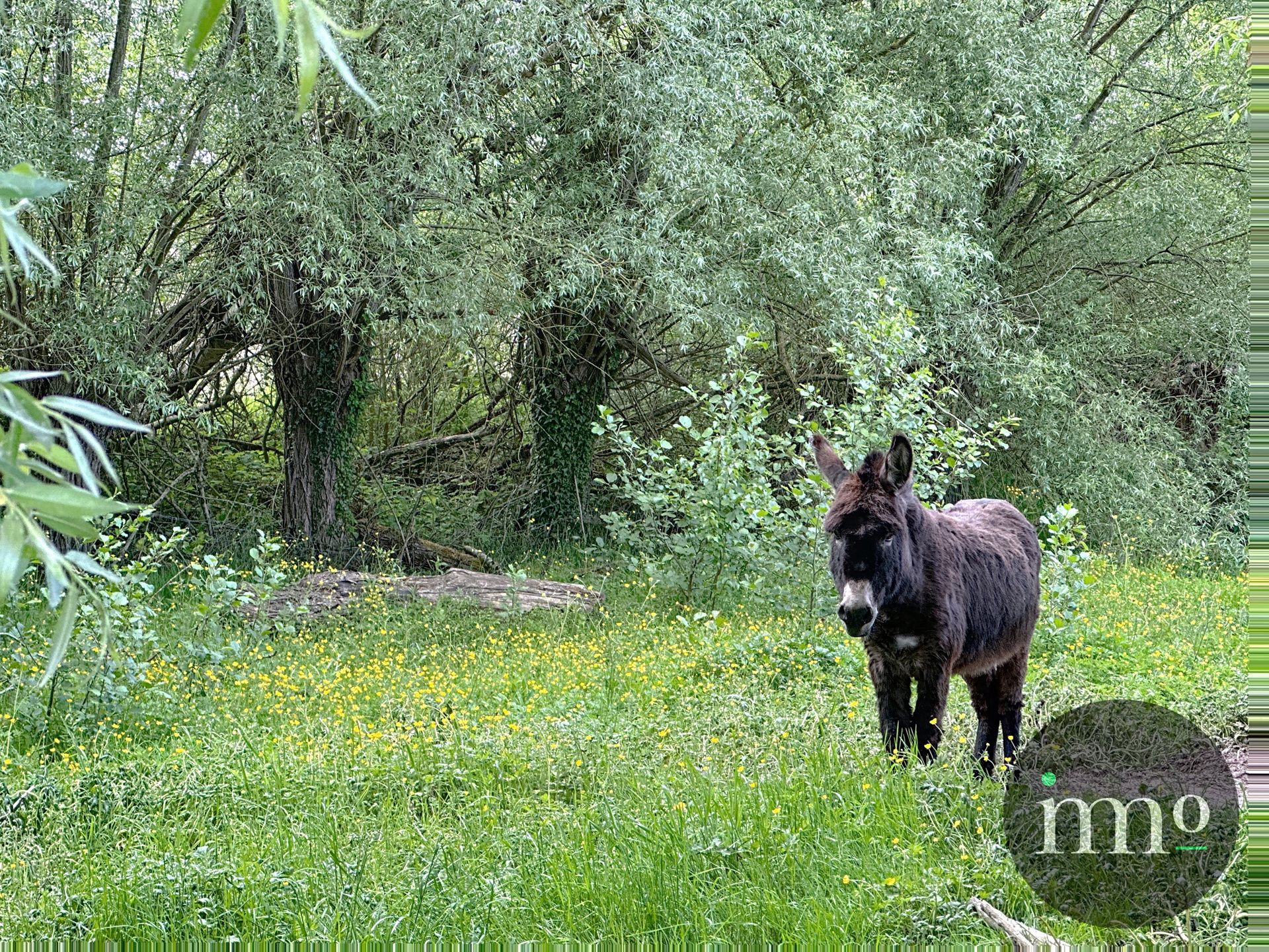 ***TOPLOCATIE***  Boerderijtje omgeven door weilanden foto 7
