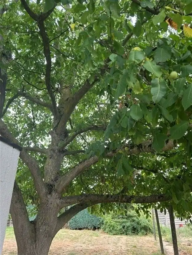Gelijkvloers, toplocatie, prima indeling, label D, prachtige boom foto 4