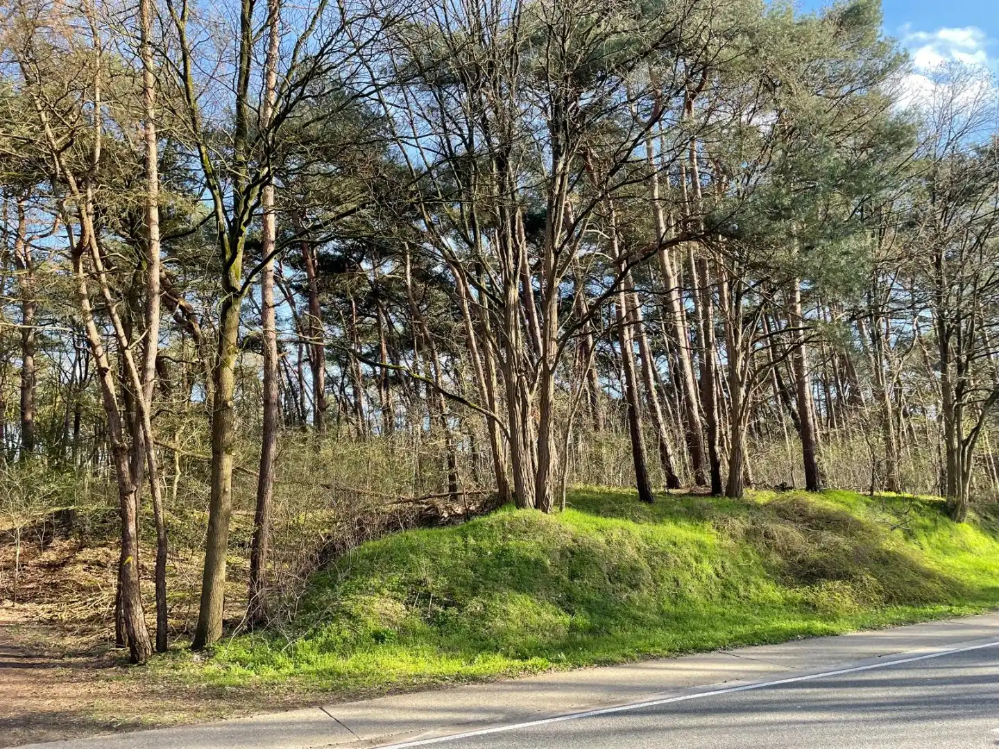 EXCLUSIEF PRIVÉ BOS VAN 2,7 HECTARE – MOL (DE ROOY) foto {{pictureIndex}}