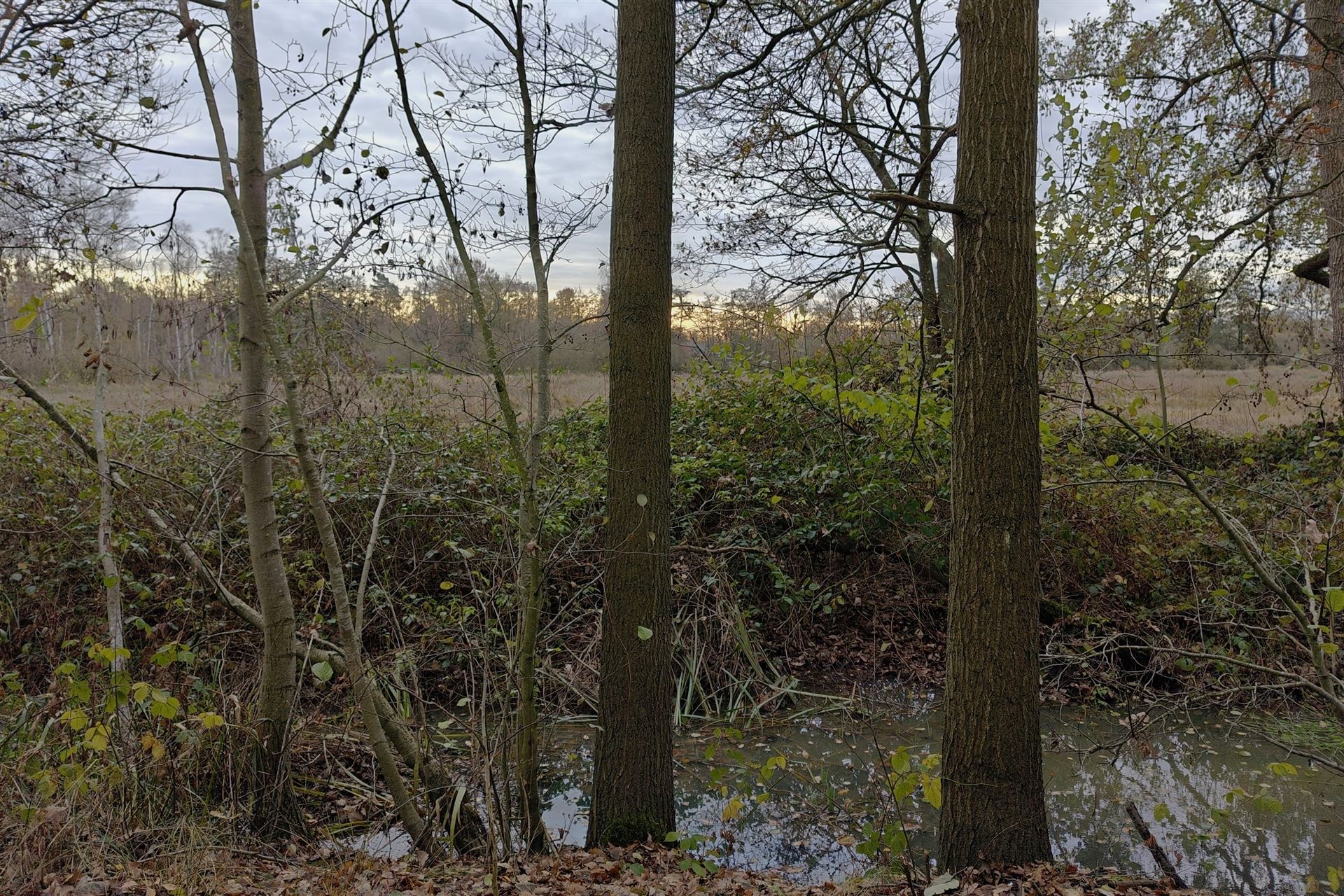 Unieke deels gerenoveerde woning met loods (205m²) en privaat bos op 24a80ca in het rustige Zelem (Halen) foto 15