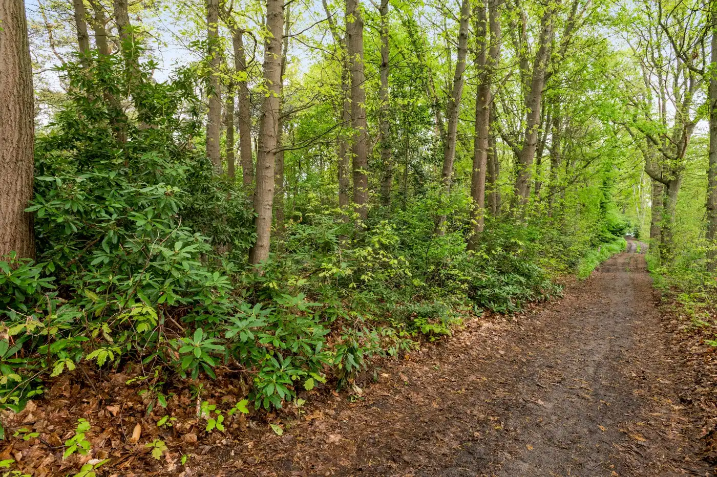 Perceel bosgrond van 1.000m² foto 7