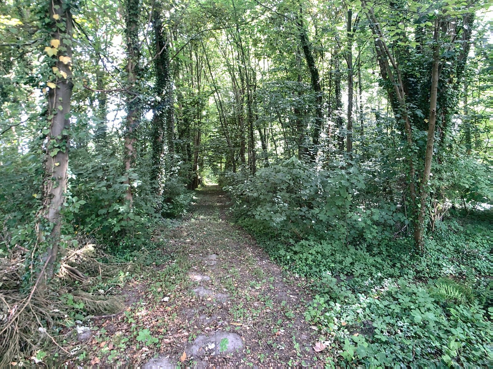 Bosgrond met vijver nabij centrum Hever. foto 4