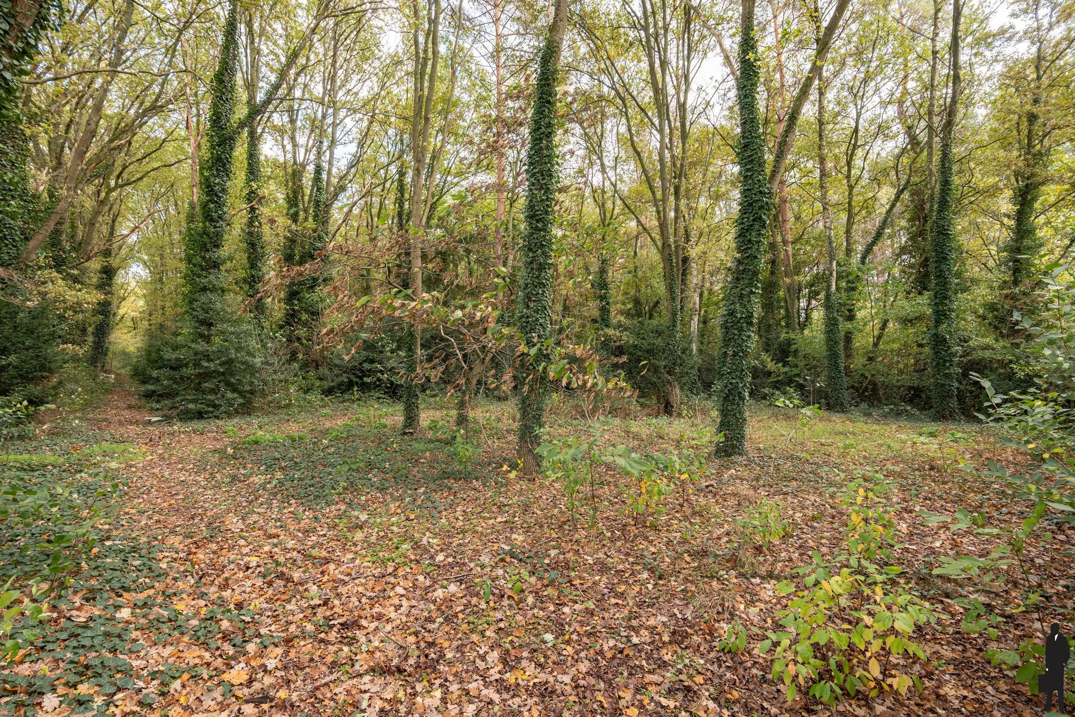 Luxevilla met zwembad, poolhouse, werkhuis en bos in Geel foto 24