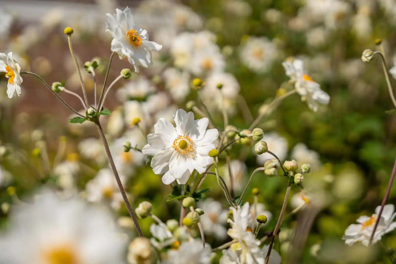 Instapklare studio met terras in Residentie Green Garden te Tienen foto 16