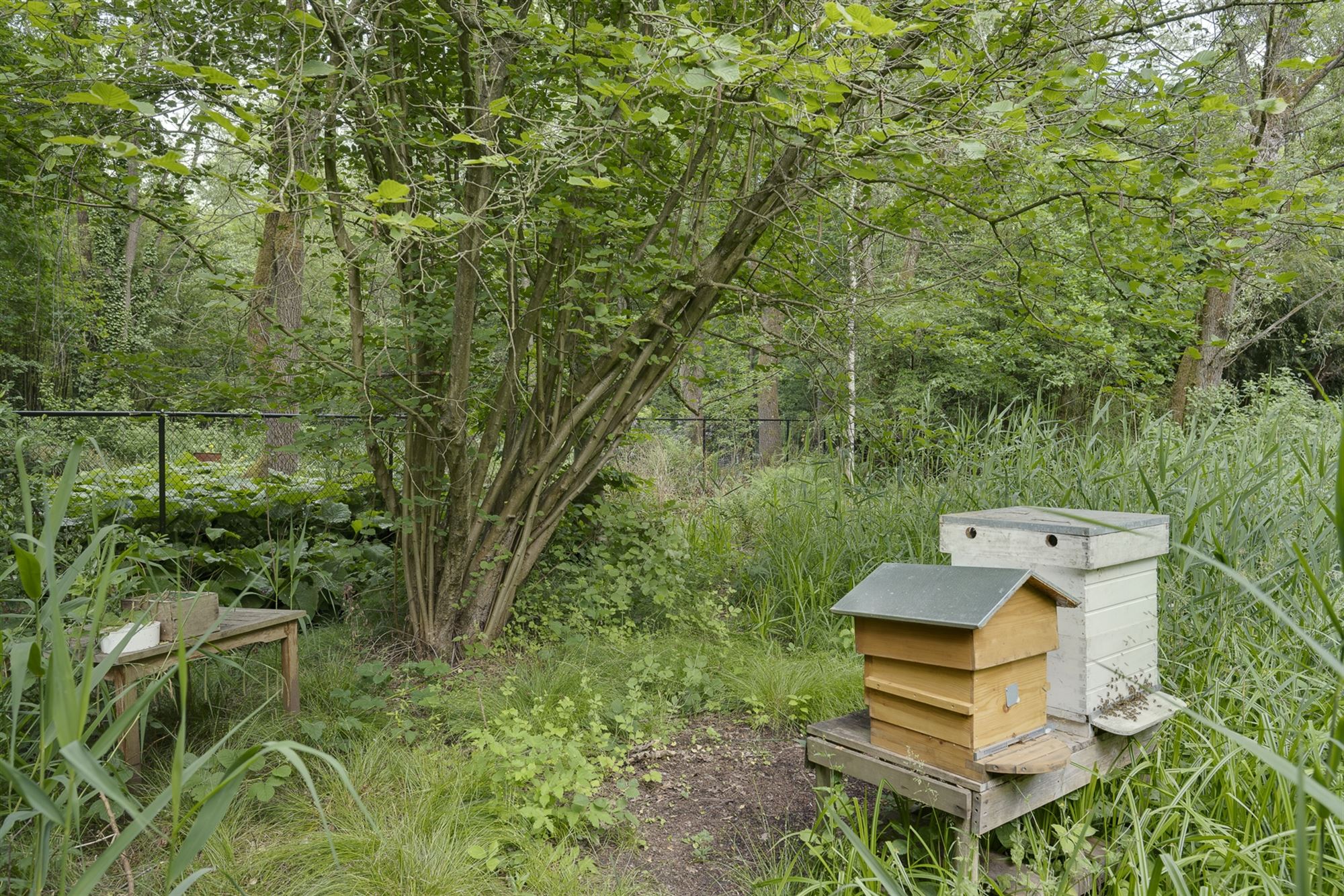 Exclusieve rietgedekte villa op 5.717 m² grond. foto 46