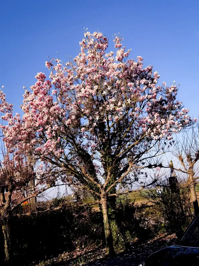 Op te knappen karakteristieke hoekwoning, 4 slpk, (EPC-label C) gelegen aan het Haspengouwse landschap. foto 5