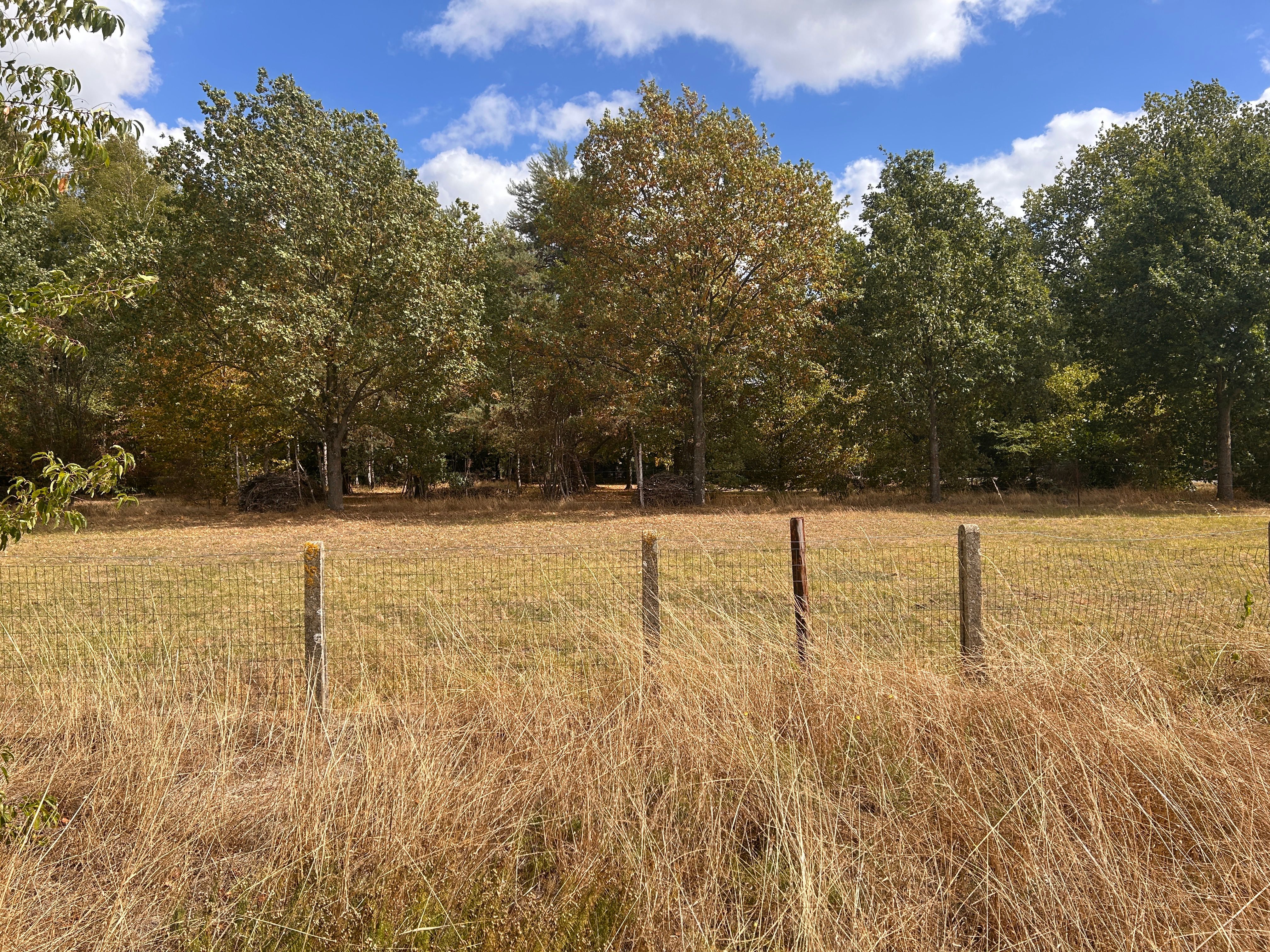 TE KOOP: Rustig gelegen perceel voor ééngezinswoning op 11a 57ca (Spechtenstraat – Hechtel) foto 4