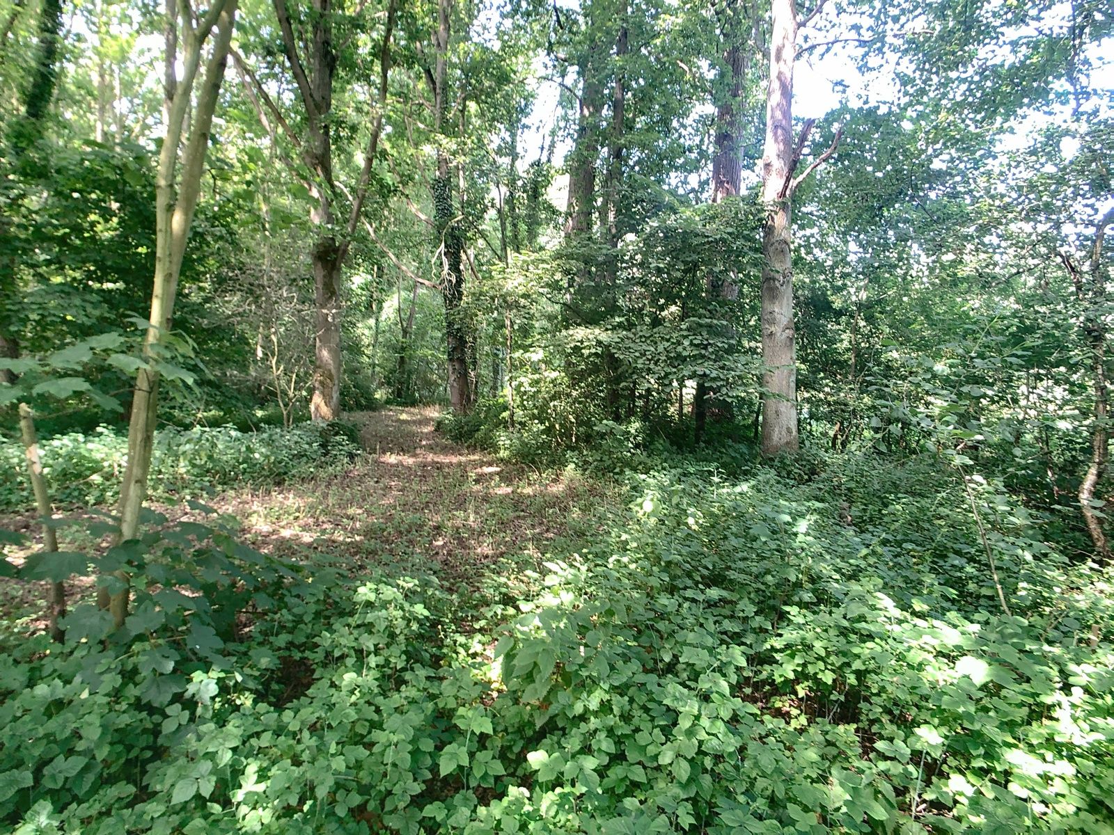 Bosgrond met vijver nabij centrum Hever. foto 7