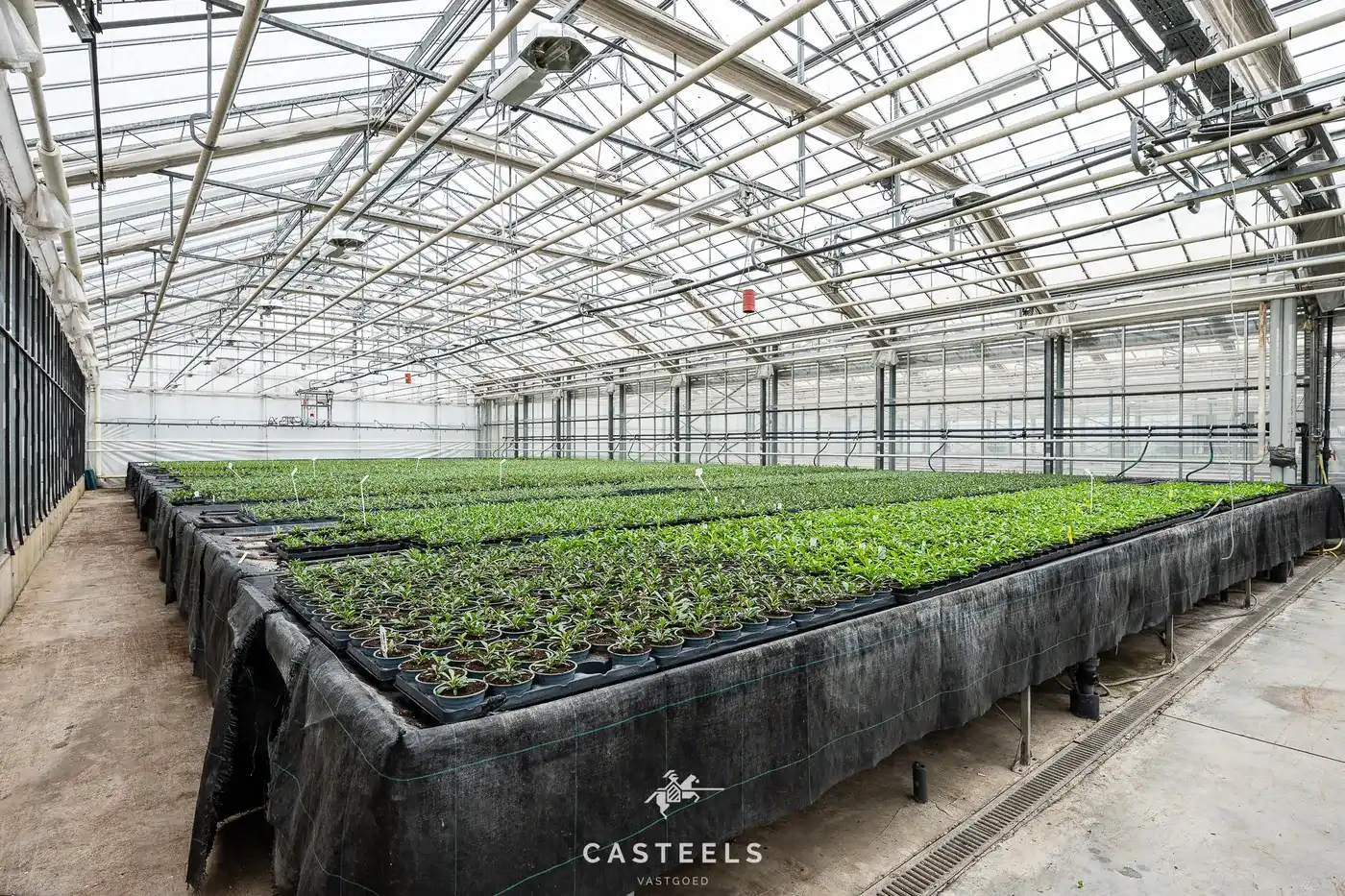 Professionele tuinbouwsite van 1,98 ha met 9.400 m² serres nabij E17 / R4 foto 4