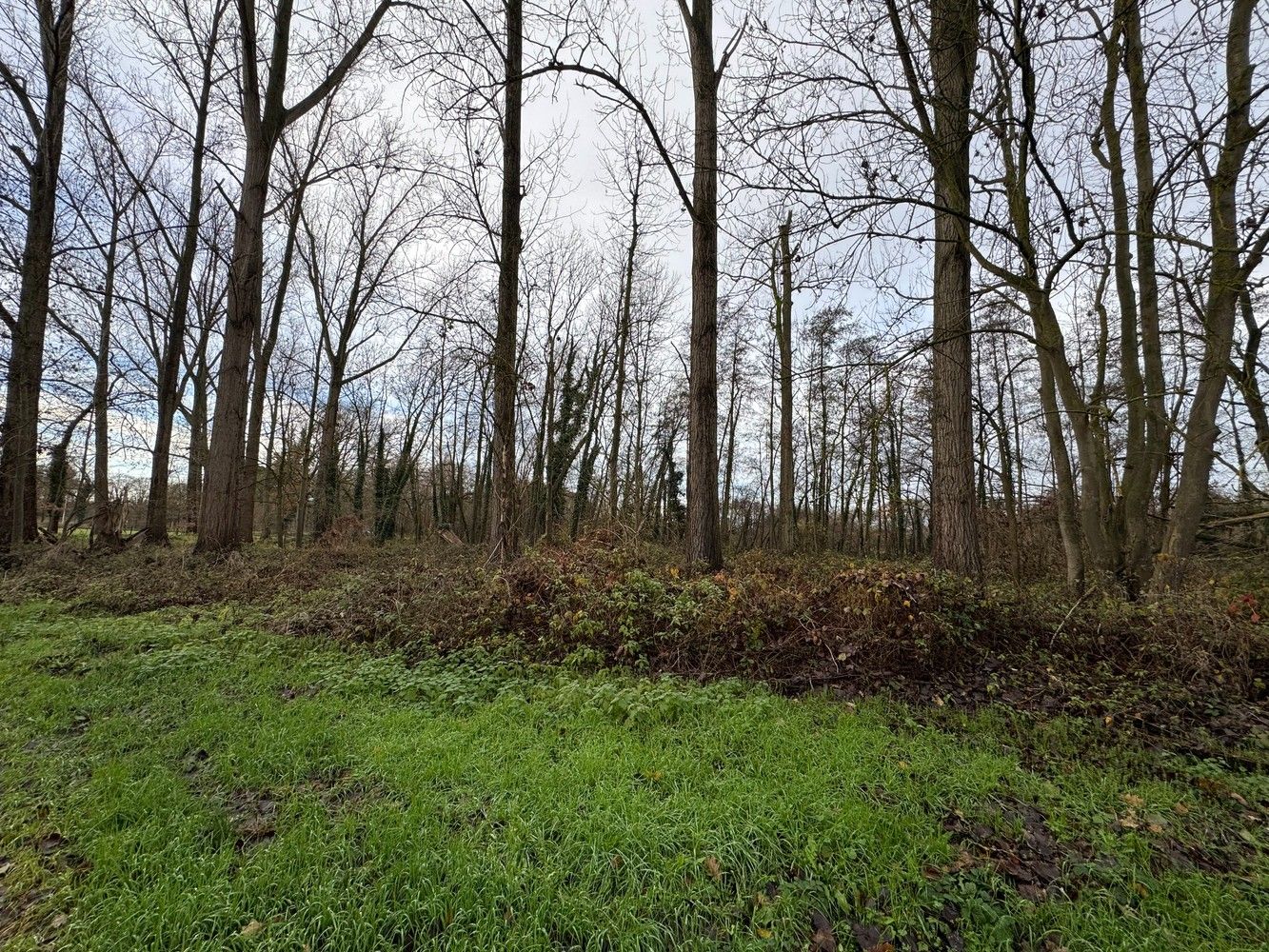 Bosgronden te Lummen foto 6