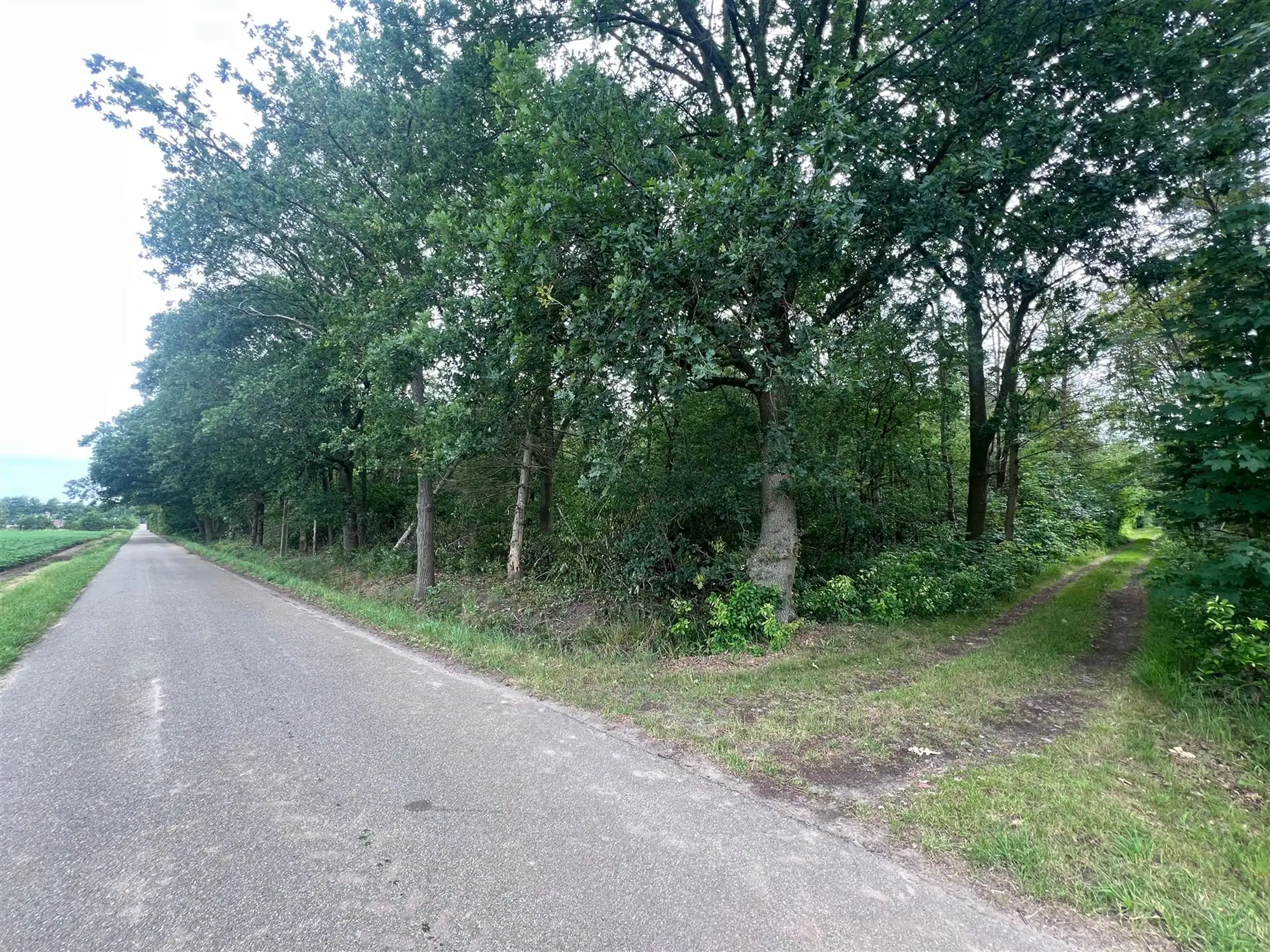 Bosperceel van 6.340 m² op rustige ligging te Oud-Turnhout foto 5