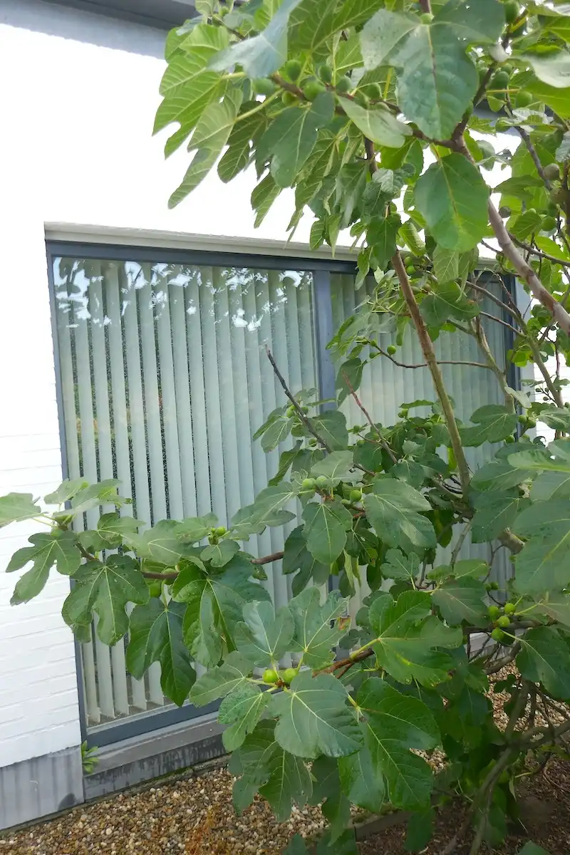 Charmante villa met kangoeroewoning of home office foto 3