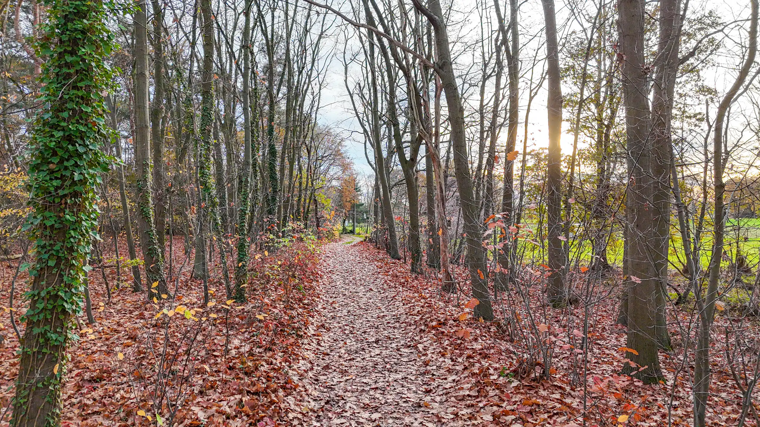 Exclusieve hoeve op 40are met bosrijke ligging te Paal! foto 5