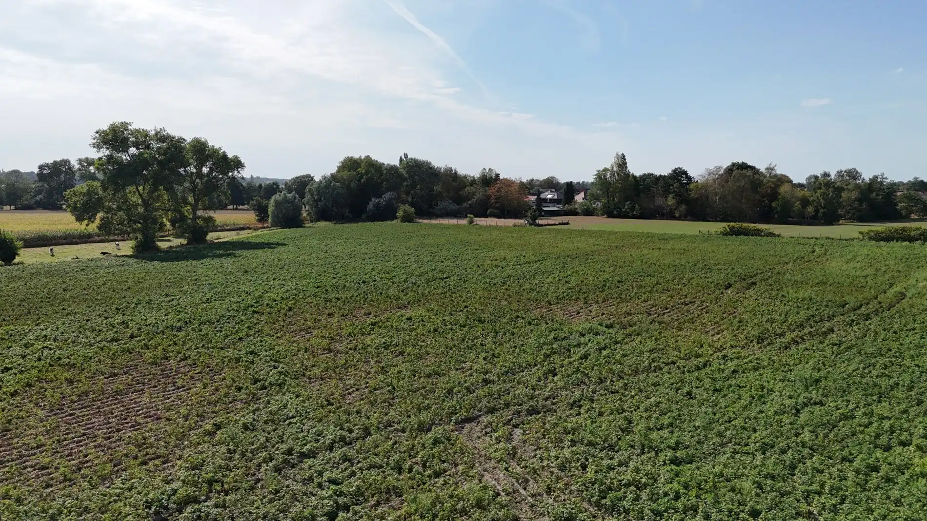 Landbouwgrond te koop van 2,88 ha te Koekelare Vrij van pacht na seizoen foto 5