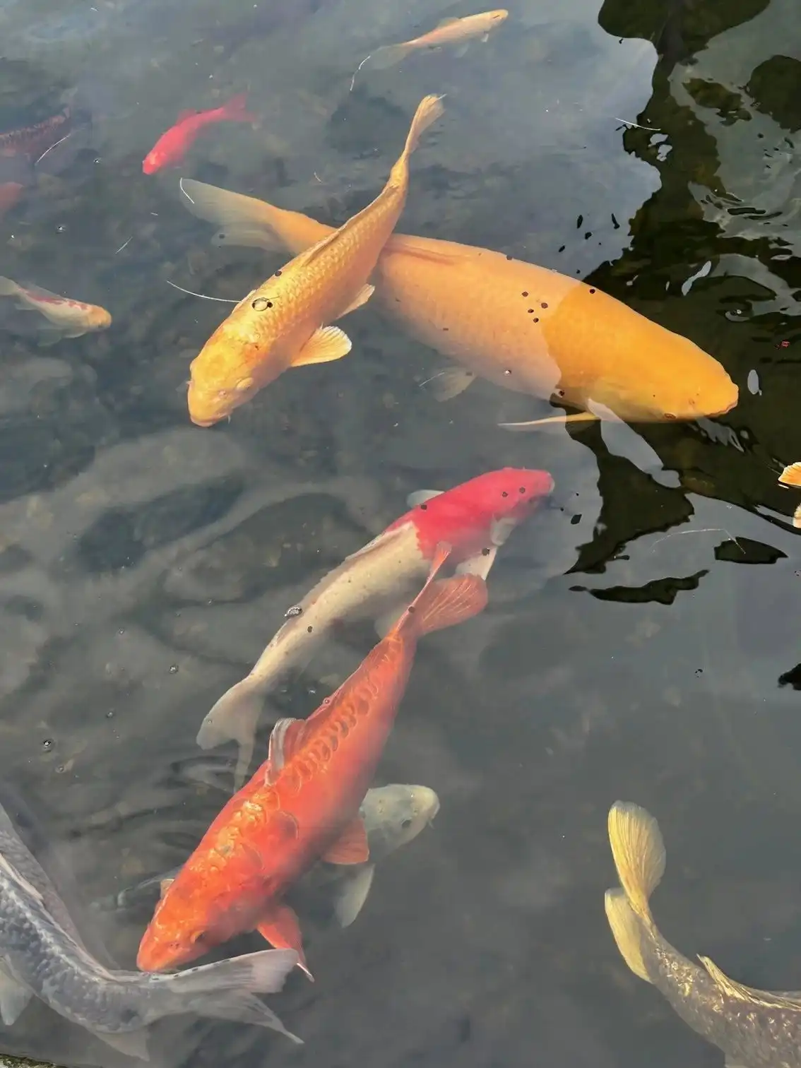 Unieke moderne woning met een dubbele bestemming op een perceel van 29a24ca. foto 81